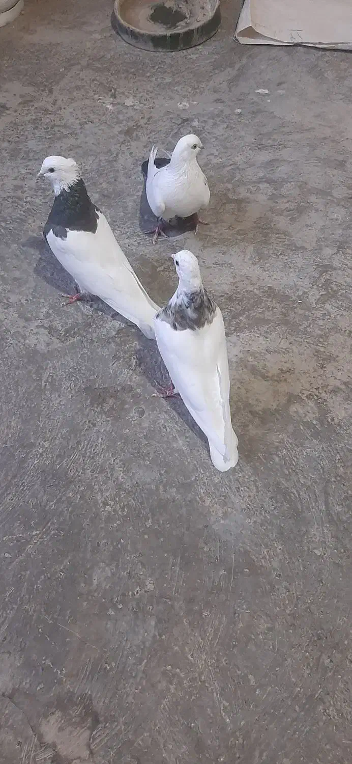 کفتر طوقی وتکدم|پرنده|کبودرآهنگ, |دیوار