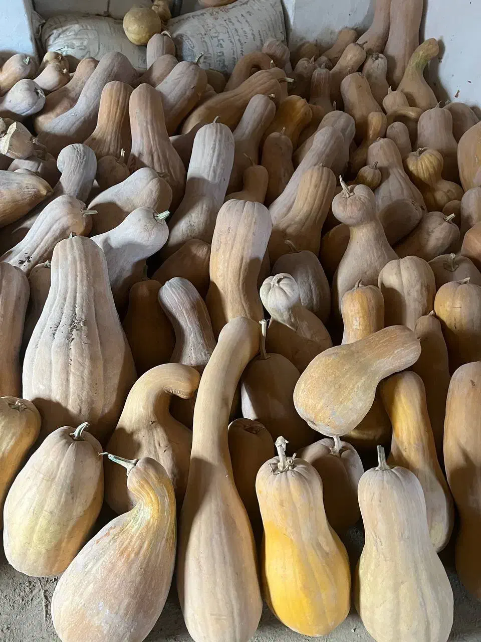 کدو حلوایی شیرین و زرد با قیمت ۲۲هزار تومان|عمده‌فروشی|اسفراین, |دیوار