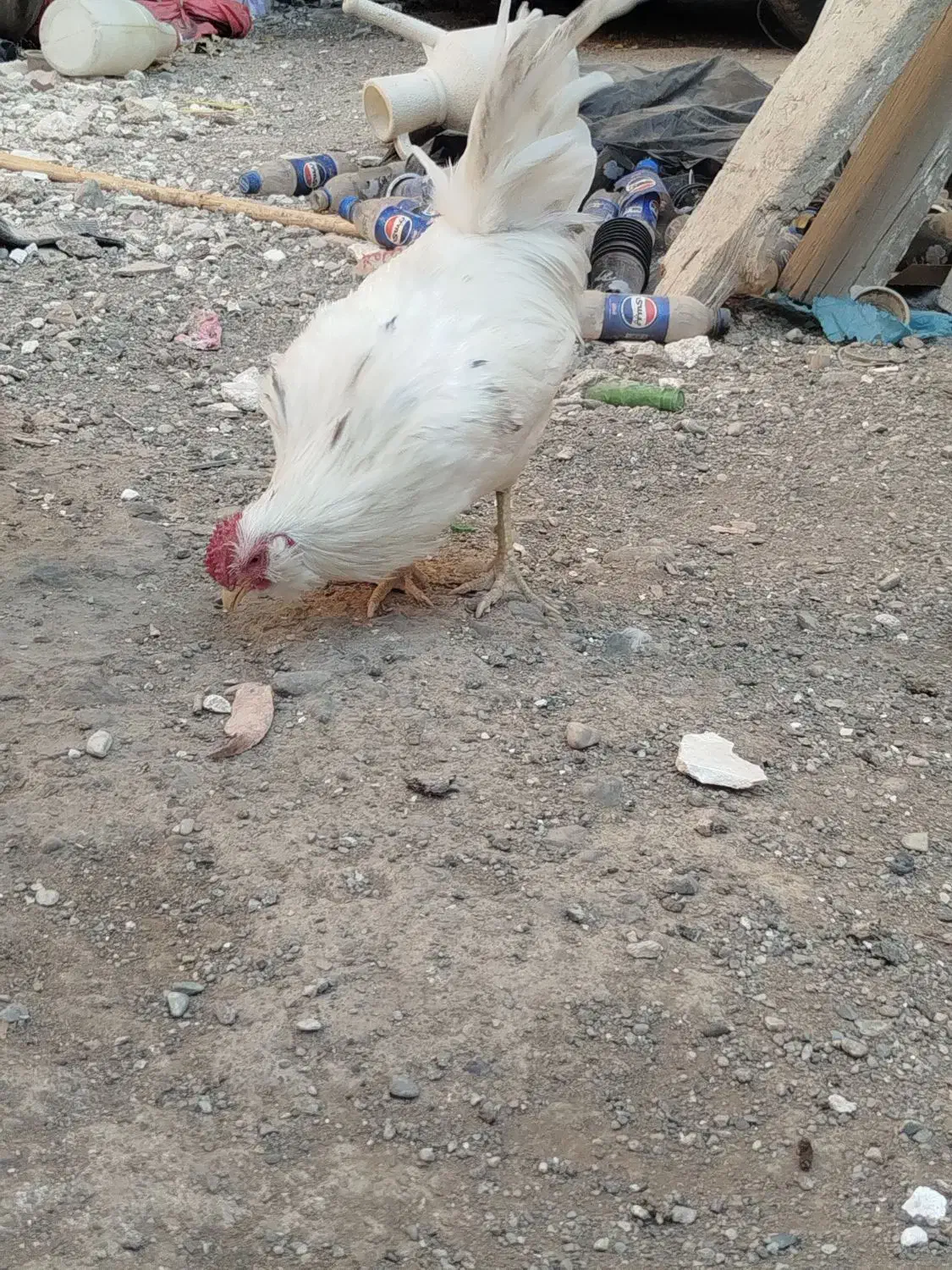 خروس|حیوانات مزرعه|قدس, شهر‌قدس|دیوار