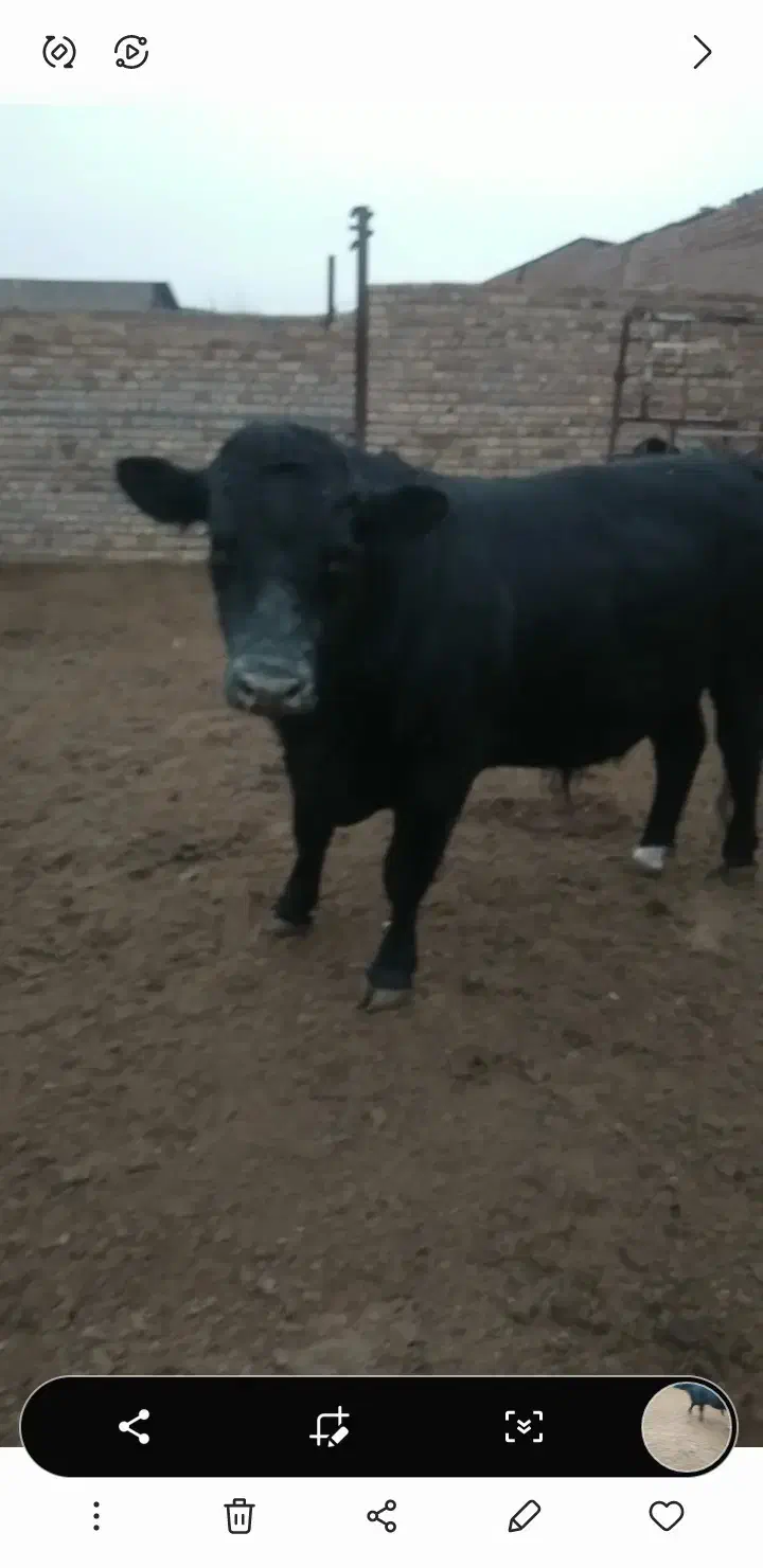 گوساله چاق یک راس|حیوانات مزرعه|بوئین زهرا, |دیوار