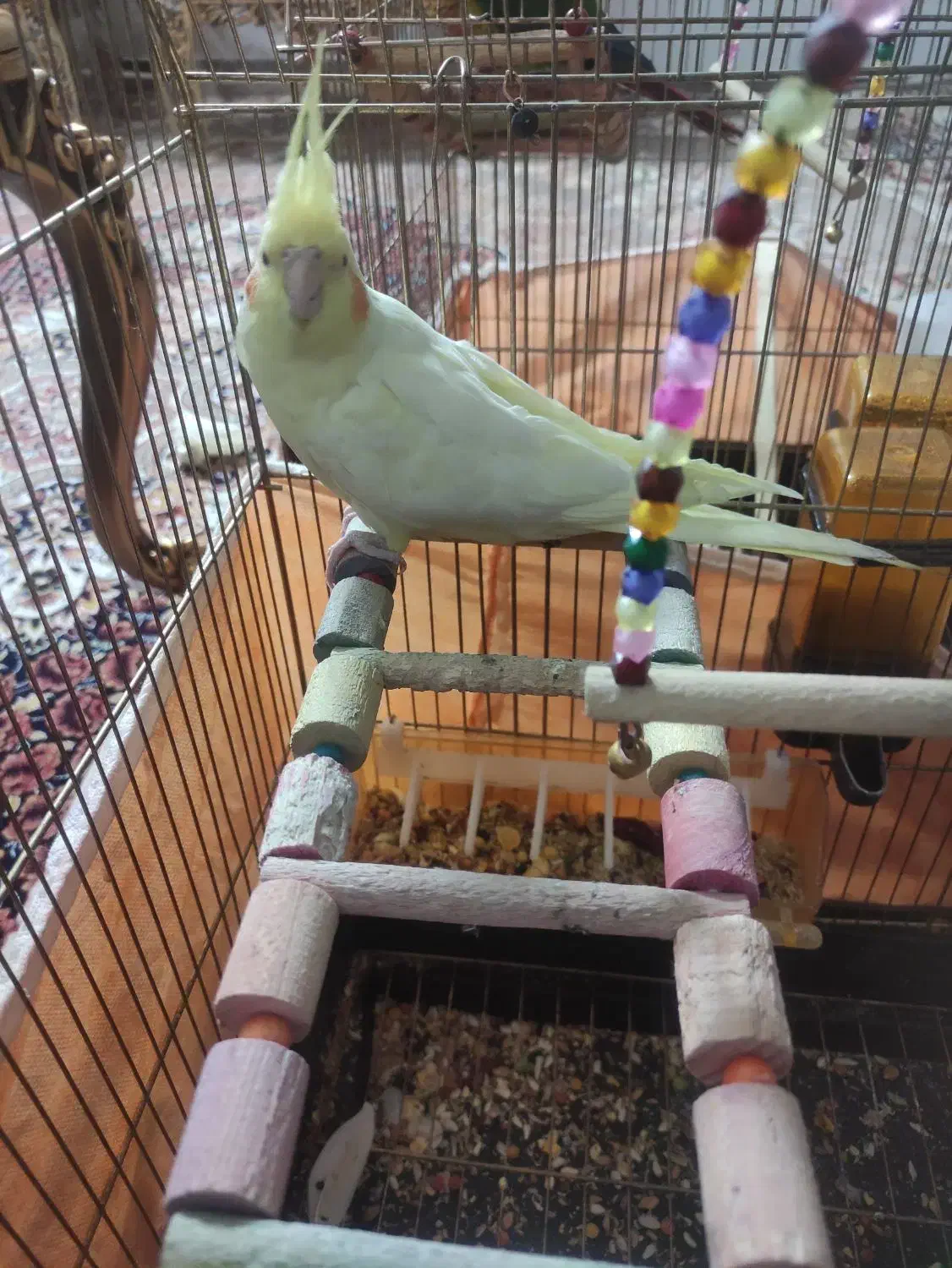 عروس هلندی نر لوتینو|پرنده|اصفهان, جاوان|دیوار