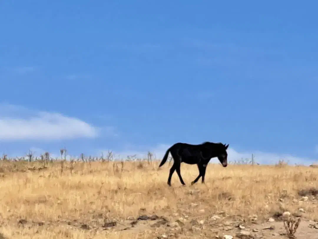 قاطرنر جوان|حیوانات مزرعه|ارشق, |دیوار