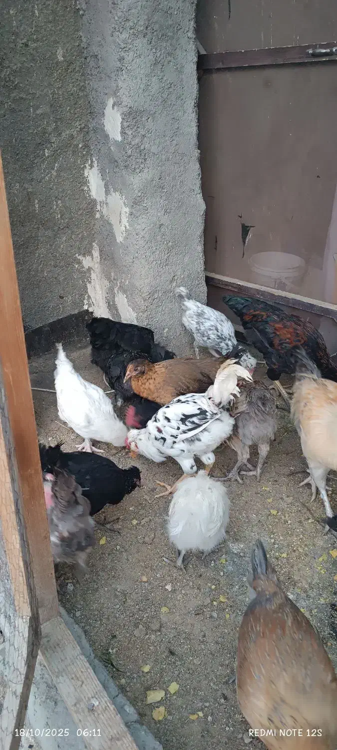 مرغ و خروس مینیاتوری|حیوانات مزرعه|مشهد, بلال|دیوار