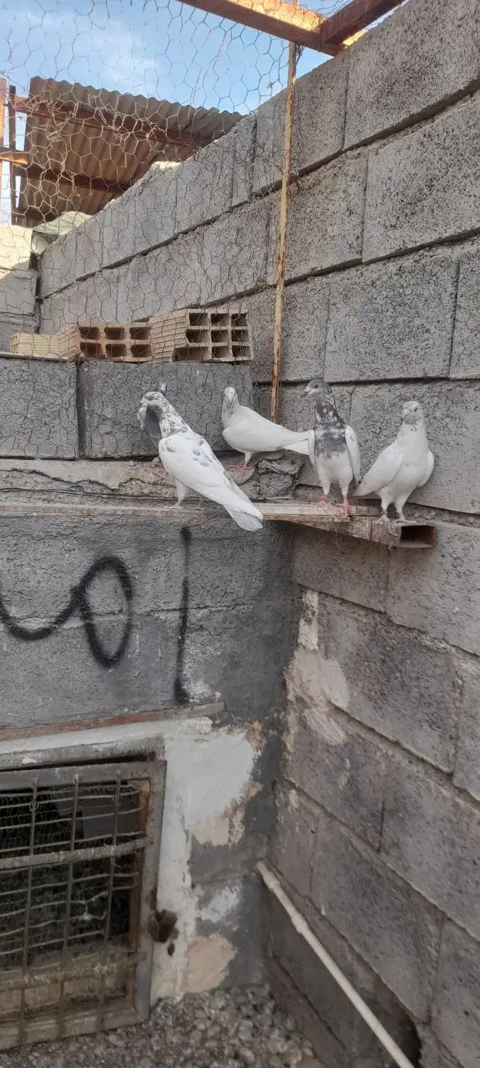 کبوتر|پرنده|میناب, |دیوار