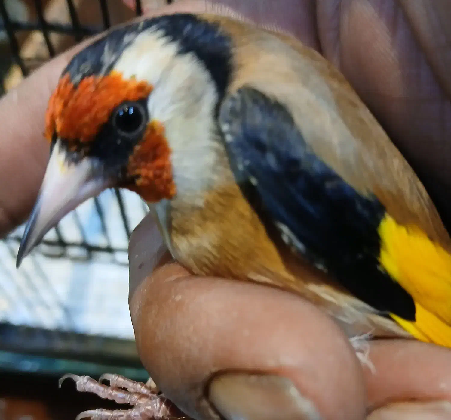 سهره|پرنده|ری, فیروزآبادی|دیوار