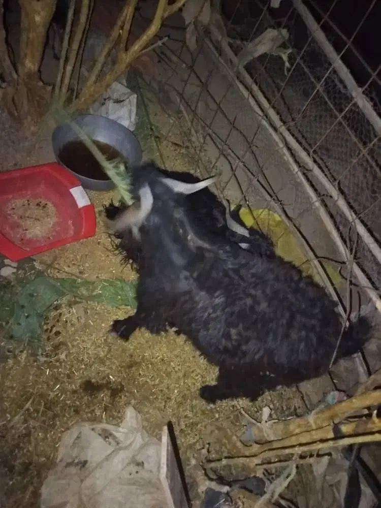 گوسفند|حیوانات مزرعه|ایرانشهر, |دیوار