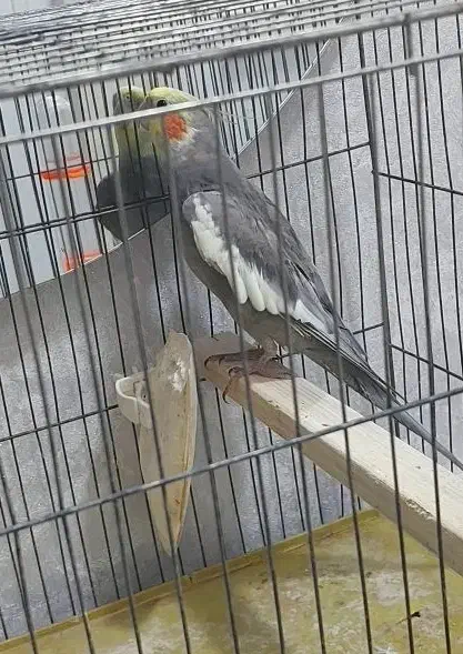 عروس هلندی|پرنده|رشت, حمیدیان|دیوار