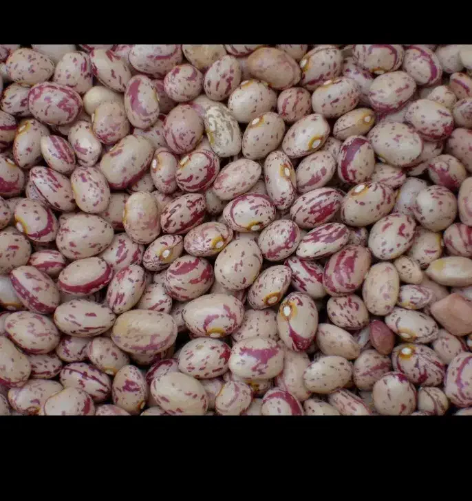 لوبیا چیتی آسپاس (کلا ۲۰ کیلو سالم )|خوردنی و آشامیدنی|سده (فارس), |دیوار