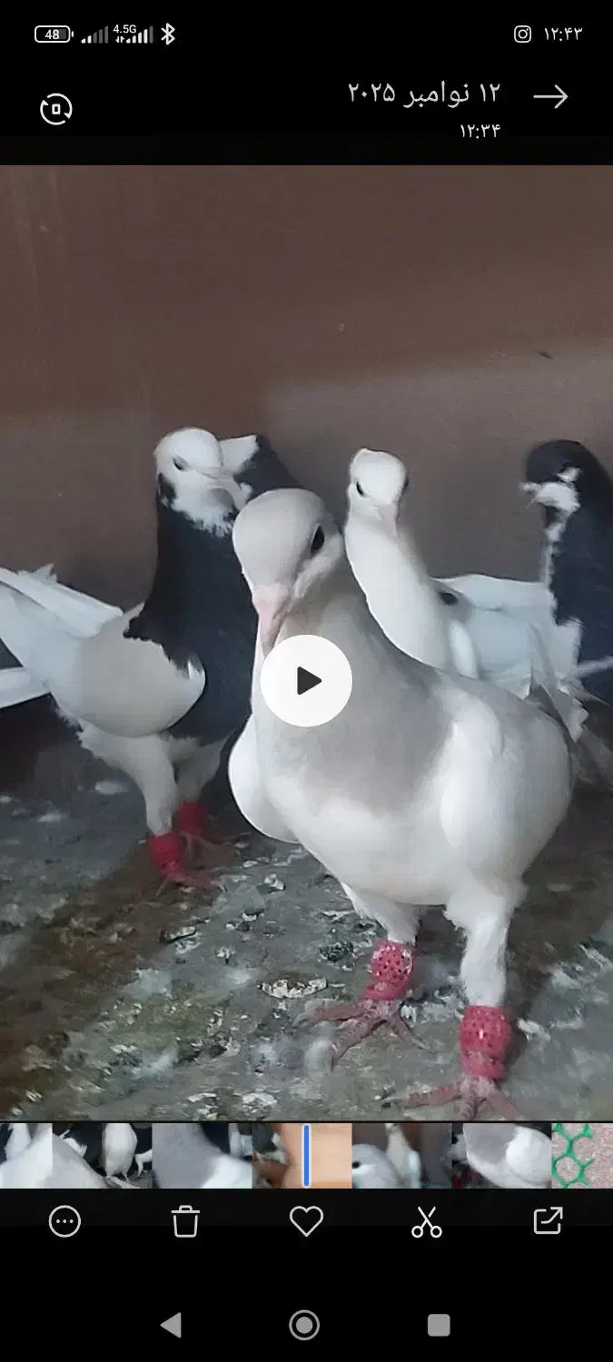 پرنده کفتر|پرنده|اقبالیه, |دیوار