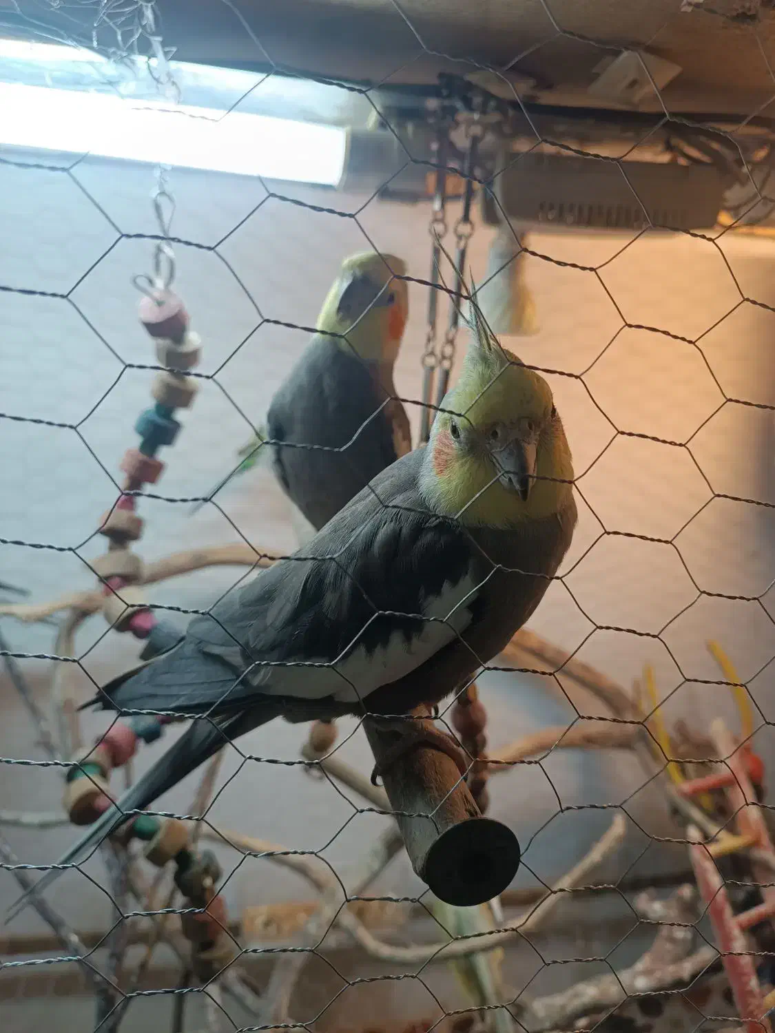 عروس باقفس لوازم کامل 800 تومان|پرنده|لاهیجان, بازکیاگوراب|دیوار