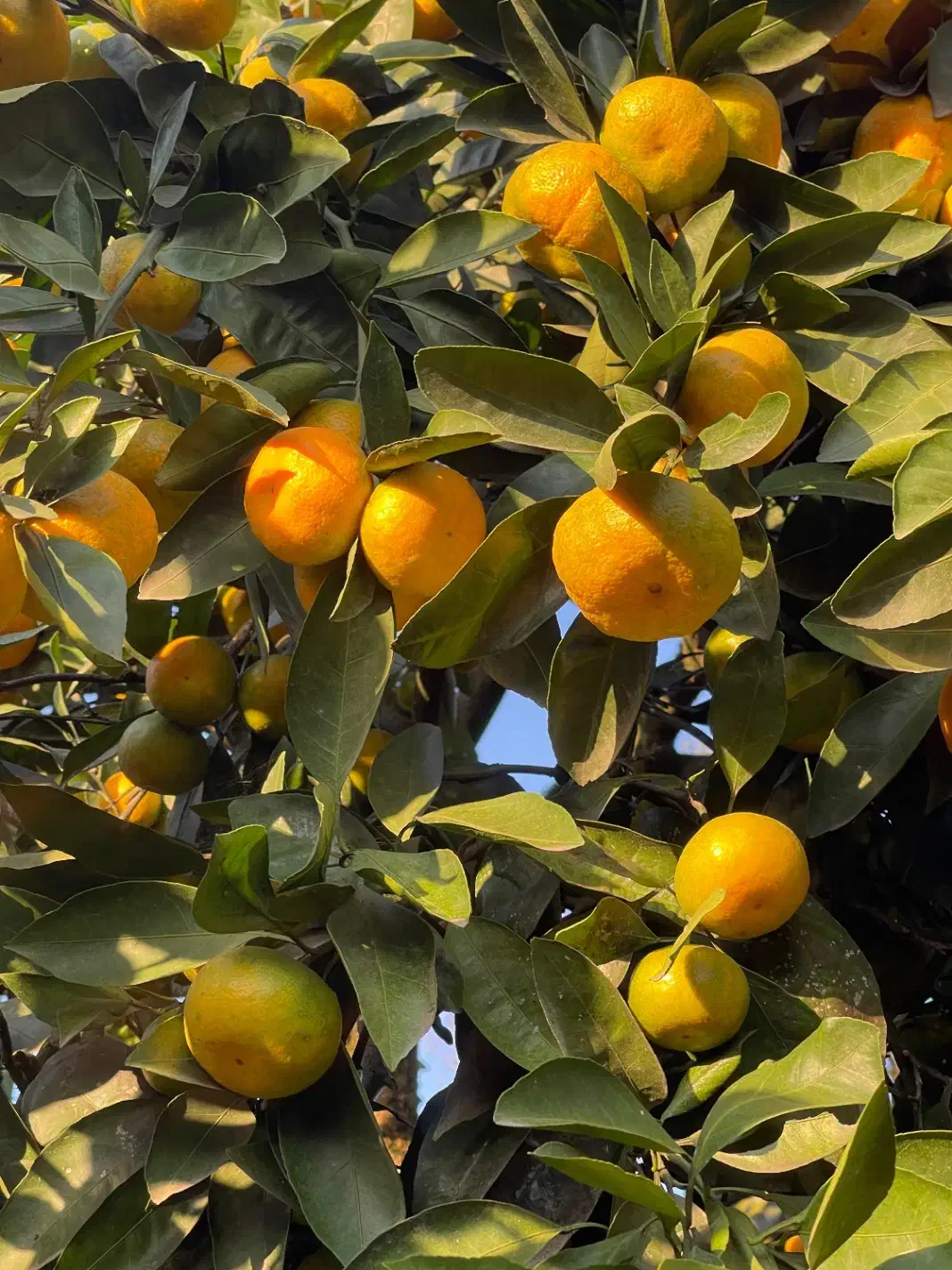 نارنگی درجه یک|خوردنی و آشامیدنی|مرزیکلا, |دیوار