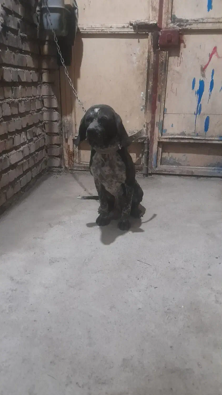 سگ شکاری معاوضه با کبوتر|سگ|گنبد کاووس, |دیوار