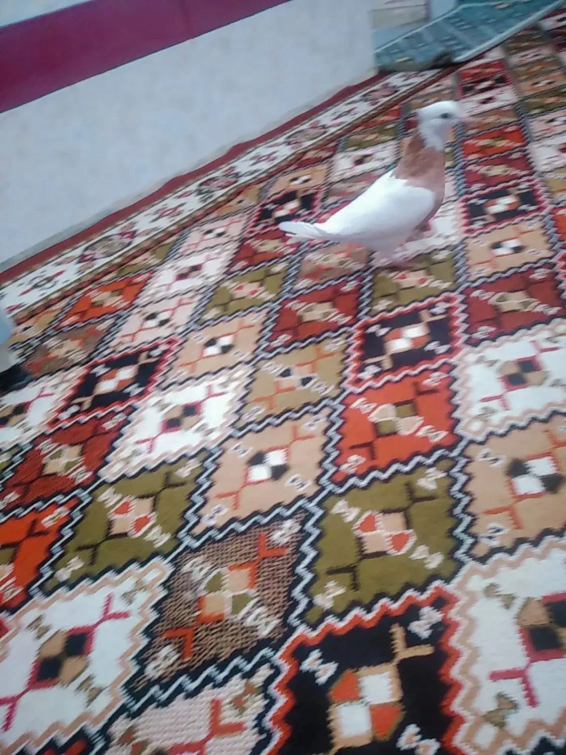 کبوتر طوقی نر و ماده|پرنده|یاسوج, |دیوار