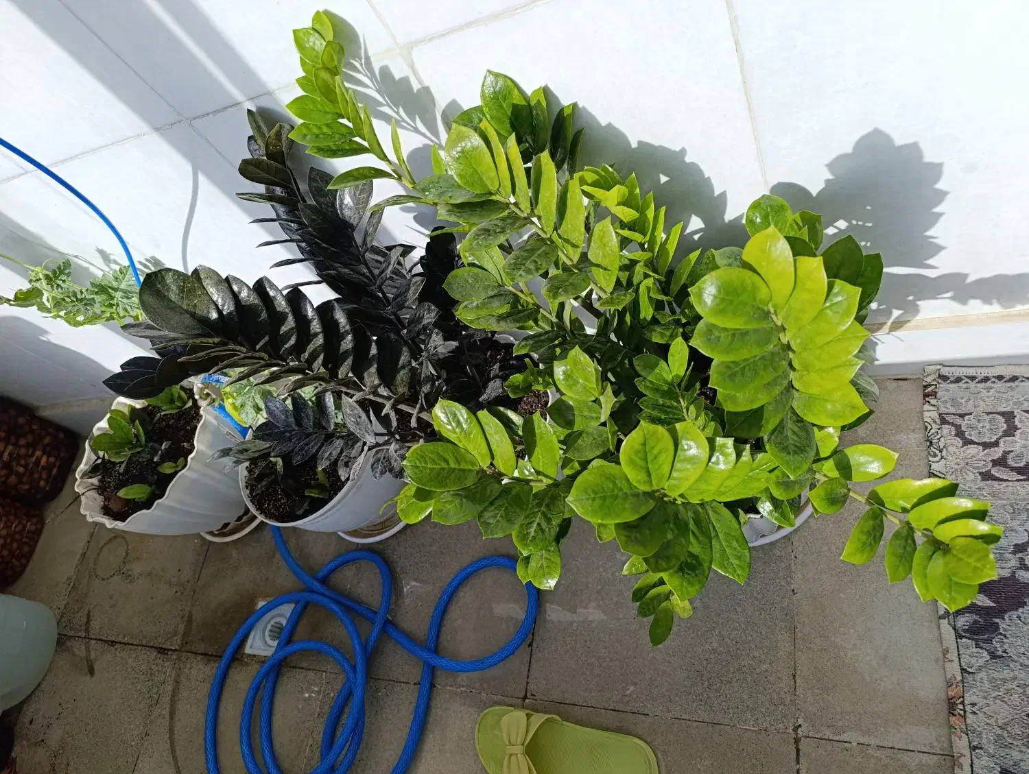 گل زیبا قشنگ به علت جانبودن به فروش میرود|گل و گیاه طبیعی|سنندج, |دیوار