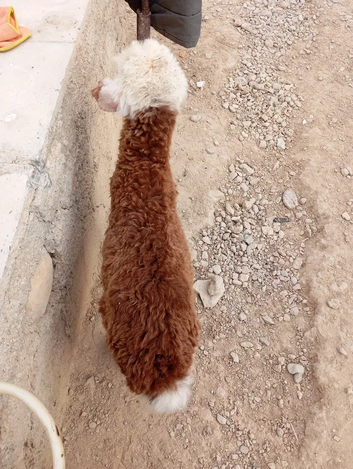 بره شیری|حیوانات مزرعه|کوه چنار, |دیوار