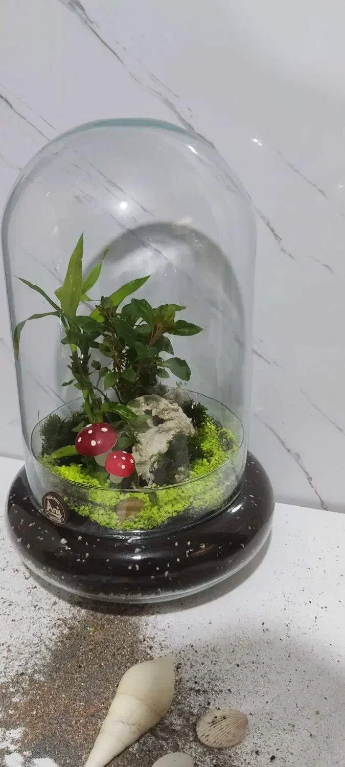 تراریوم تزیینی شیک تک به قیمت عمده|گل و گیاه طبیعی|شیراز, شهرک ولیعصر|دیوار