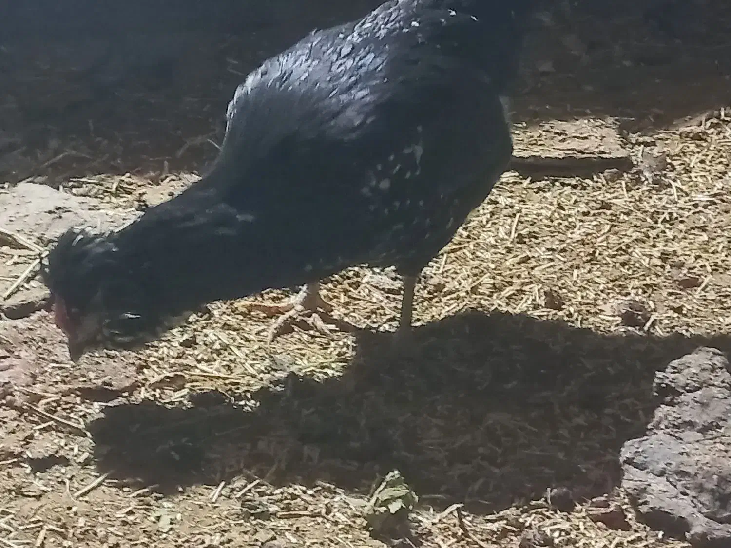 مرغ گلین|حیوانات مزرعه|بن, |دیوار