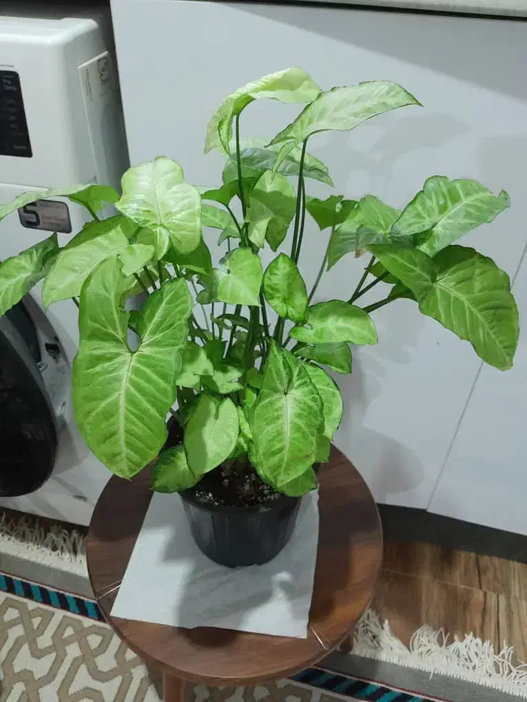 گلهای اپارتمانی|گل و گیاه طبیعی|گرگان, |دیوار