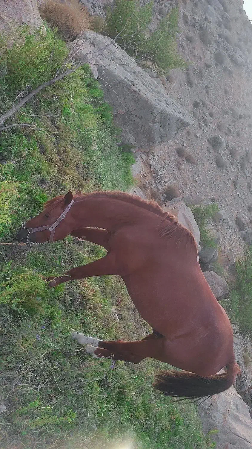 اسب درشوری|اسب و تجهیزات اسب‌سواری|کازرون, |دیوار