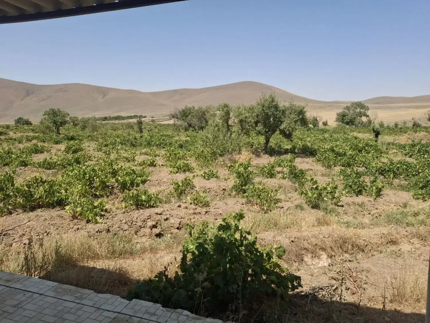 باغ انگور و میوه|فروش زمین و ملک کلنگی|شراء, |دیوار