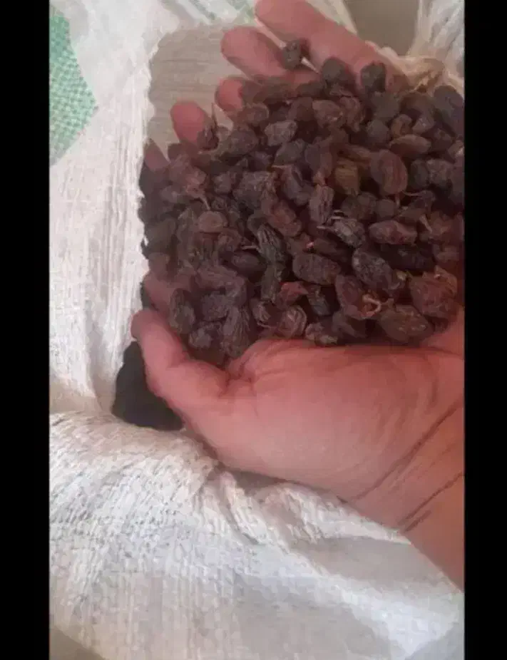 کشمش ومویز آفتاب خشک وشیره انگور خرما مخصوص آبکیری|خوردنی و آشامیدنی|کرمانشاه, |دیوار