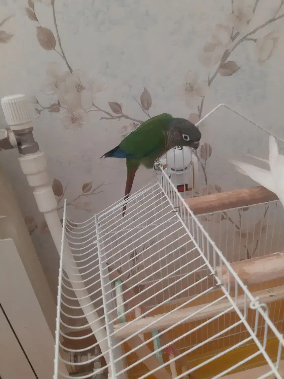 فروش پرنده با قفس|پرنده|زنجان, |دیوار