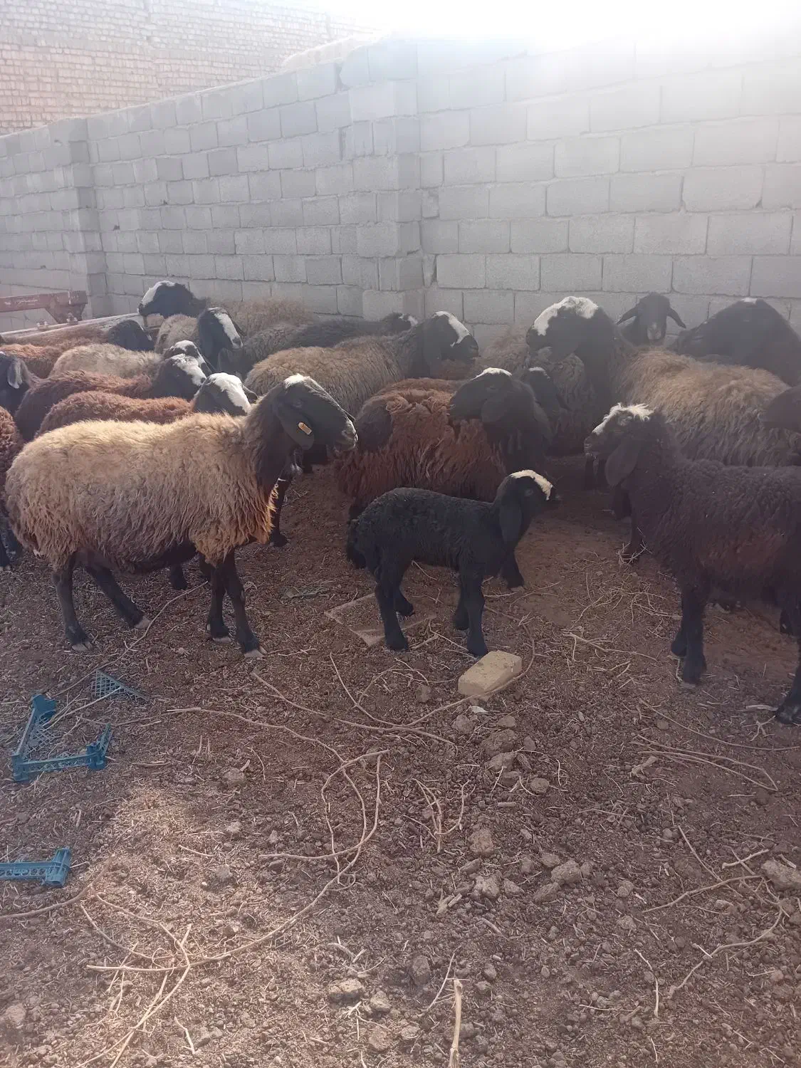 میشبره|حیوانات مزرعه|ری, فیروزآباد|دیوار