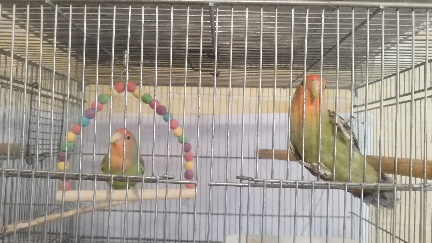 فروش طوطی گرینچیک و کوتوله|پرنده|بروجن, |دیوار