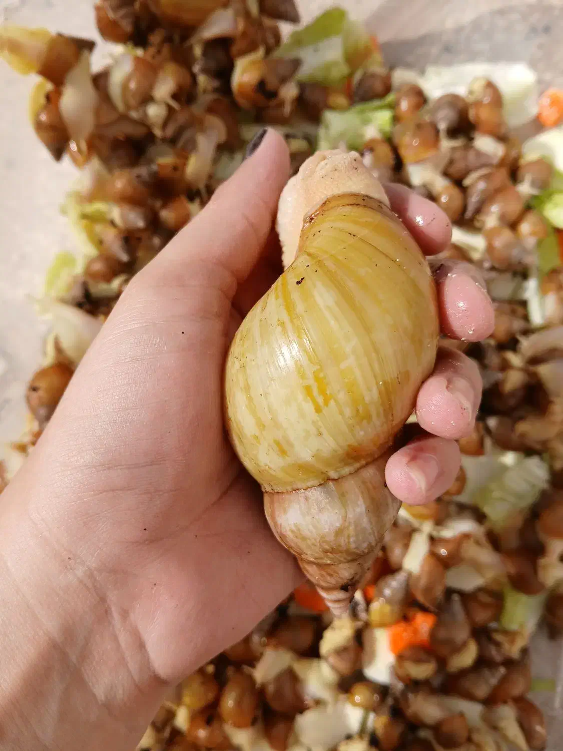 حلزون اچاتینا|خزنده|کاشمر, |دیوار