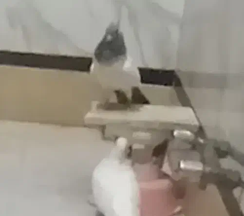 باخت رفتن|حیوانات|قم, علی آباد سعدگان|دیوار