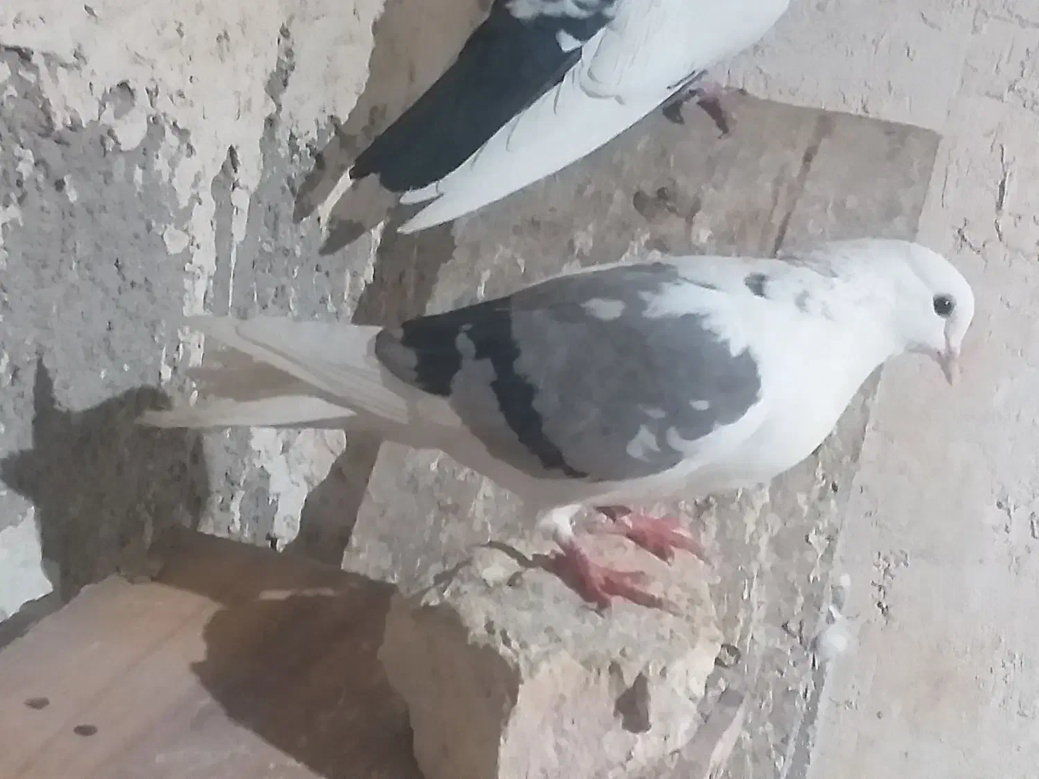 کبوتر خوب|پرنده|ابهر, |دیوار