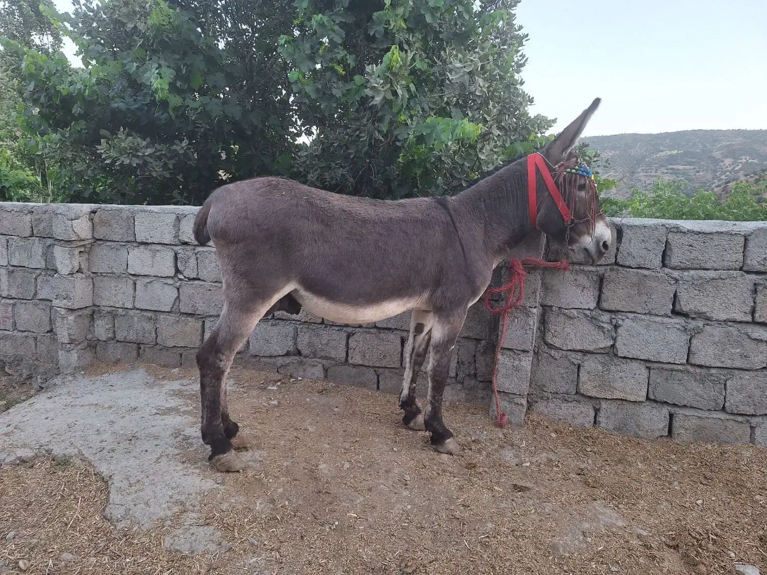 واگذاری انواع الاغ|حیوانات مزرعه|تهران, شهرک آزمایش|دیوار