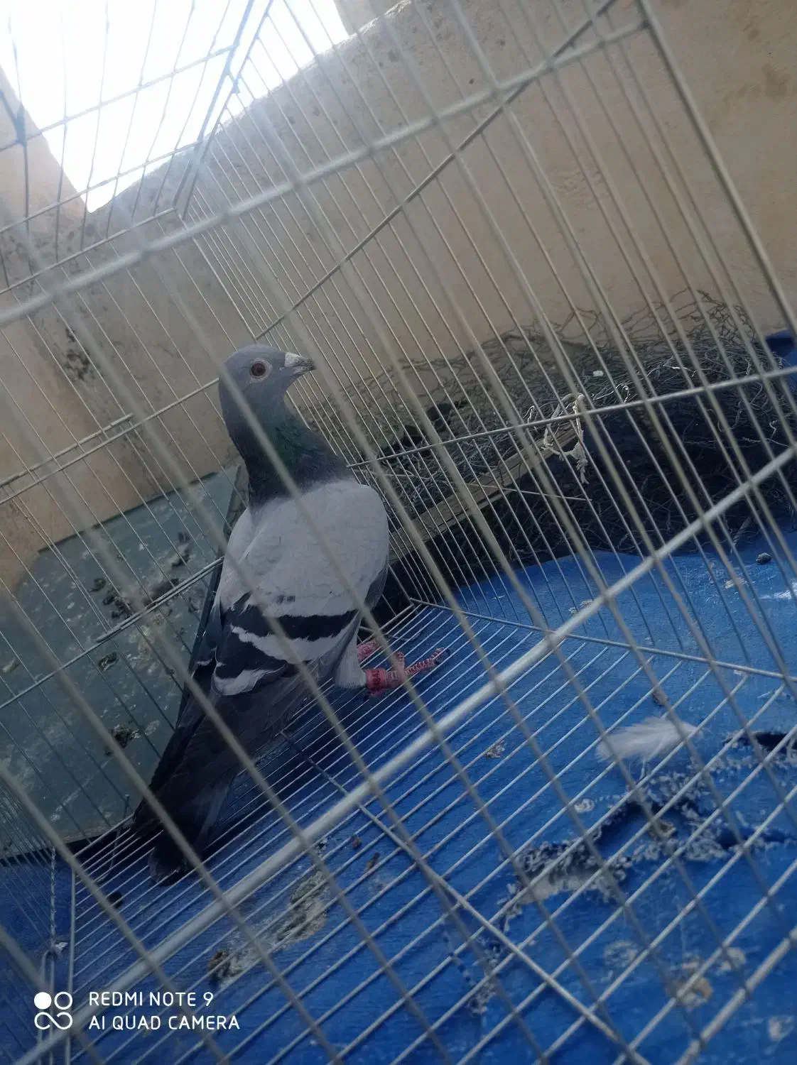 پلاکی ماده|پرنده|آبدانان, |دیوار