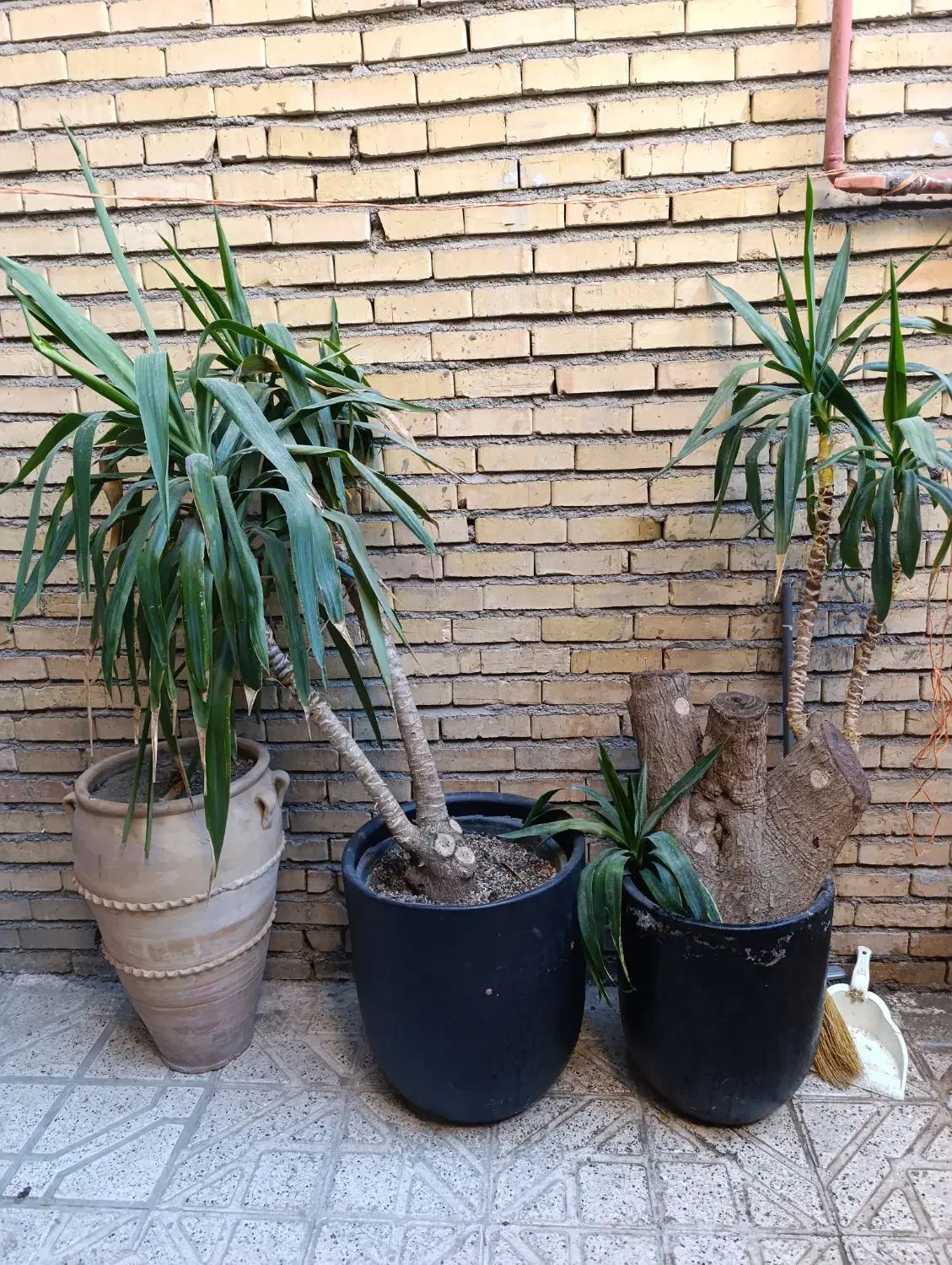 دوعددگل طبیعی|گل و گیاه طبیعی|مشهد, اروند|دیوار