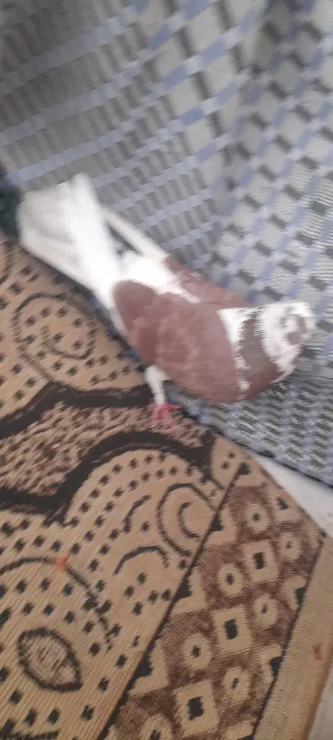 کبوتر|پرنده|قره پشتلو, |دیوار