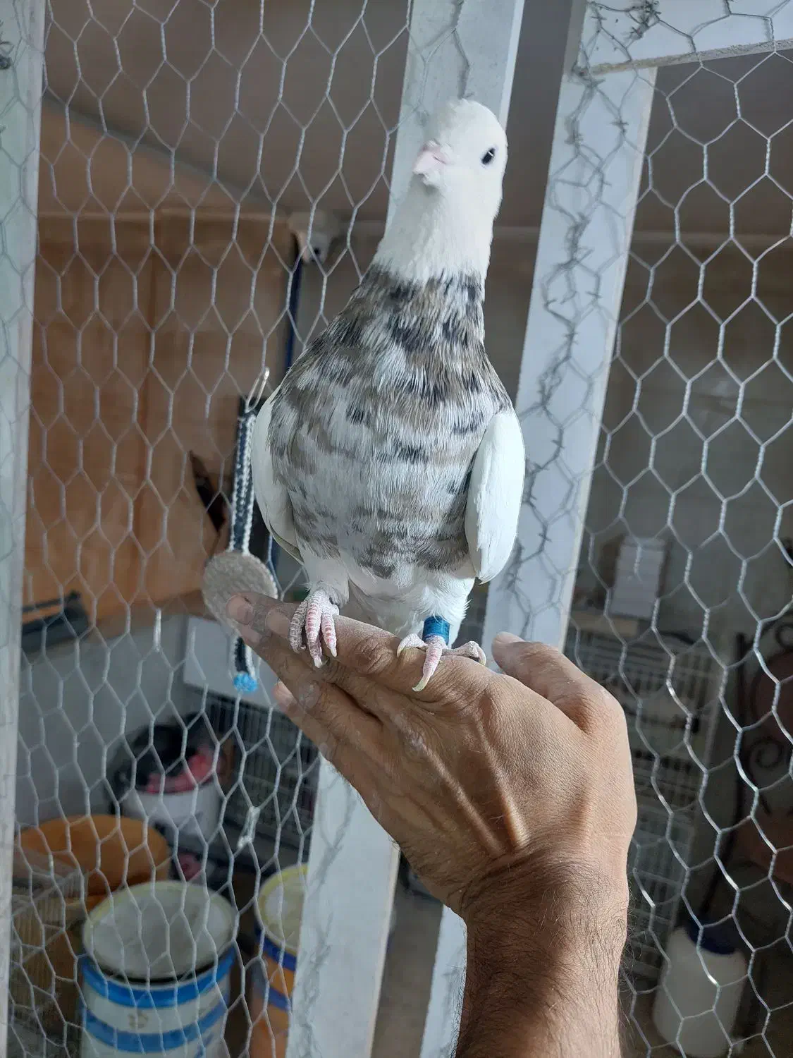 کبوتر،کفتر،طوقی|پرنده|شاهینشهر, گرگاب|دیوار