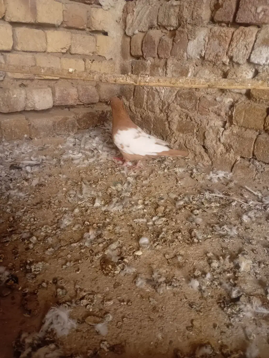 کفتر|پرنده|قم, مهر آباد|دیوار