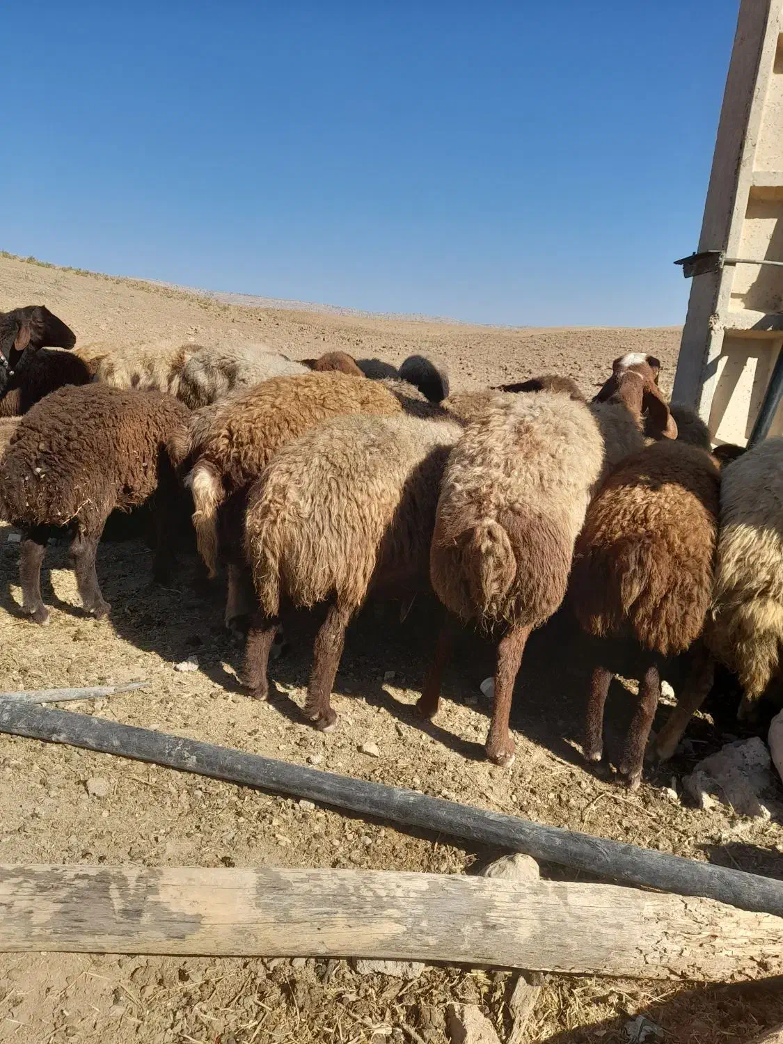 گوسفندمیش وبره|حیوانات مزرعه|کوهدشت, |دیوار