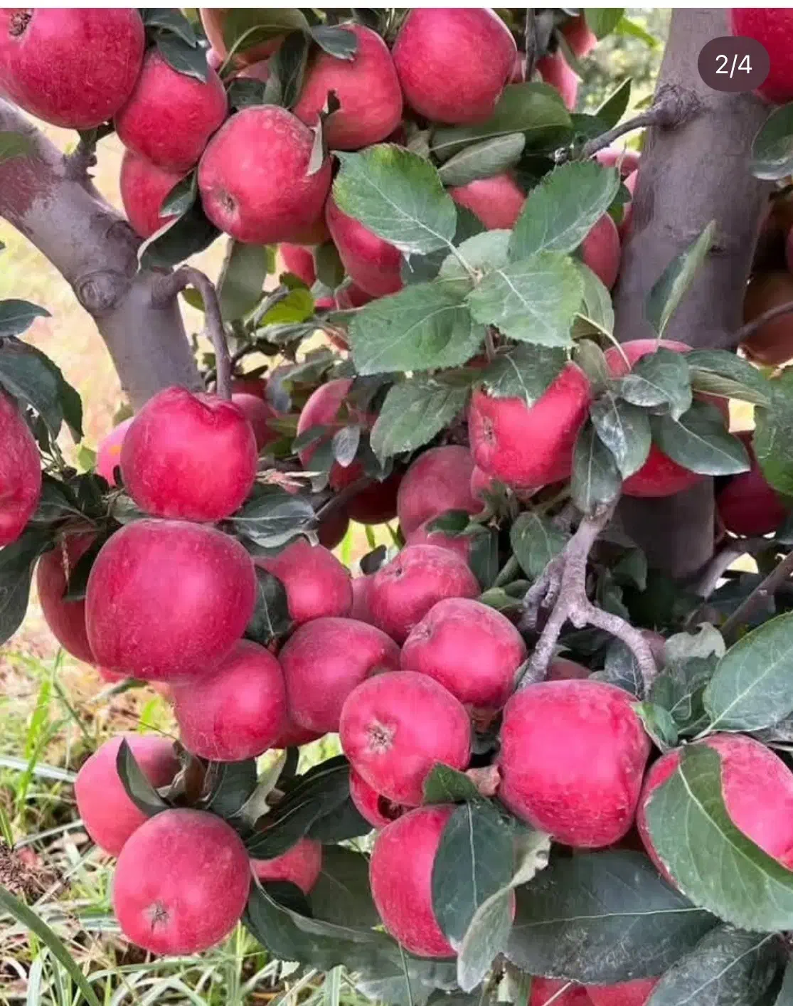 فروش سیب درجه ۱ و دو|خوردنی و آشامیدنی|تهران, آرژانتین|دیوار