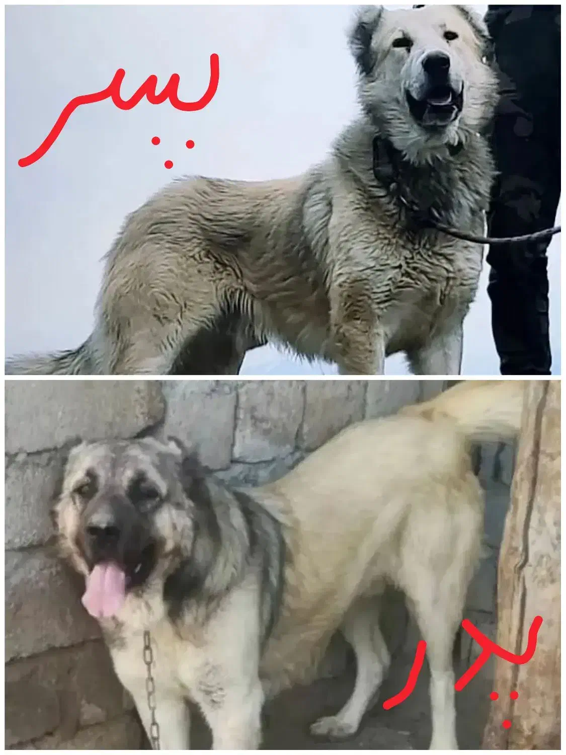 سگ سرابی|سگ|سرخنکلاته, |دیوار