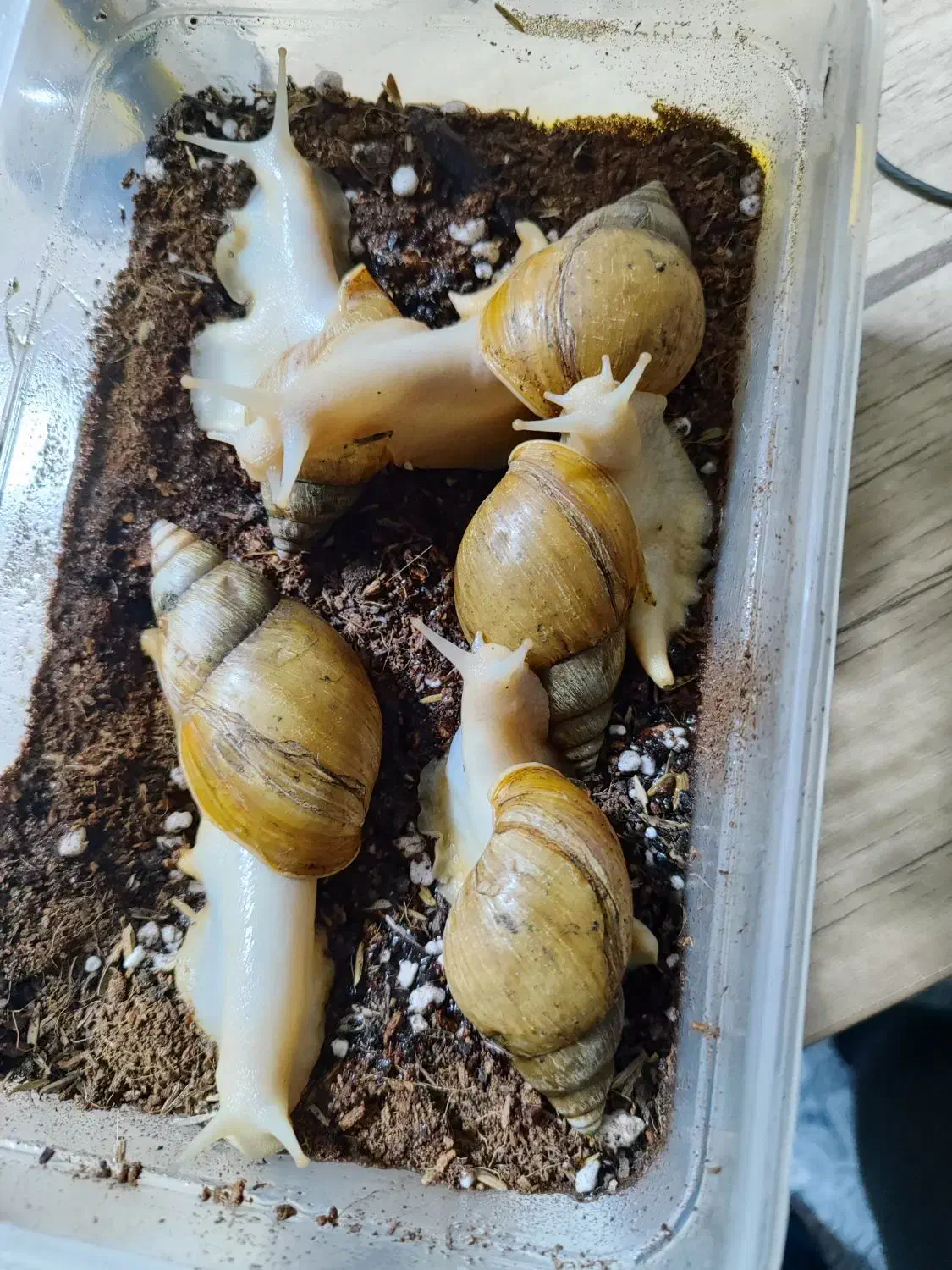 حلزون بالغ|خزنده|کرمانشاه, |دیوار