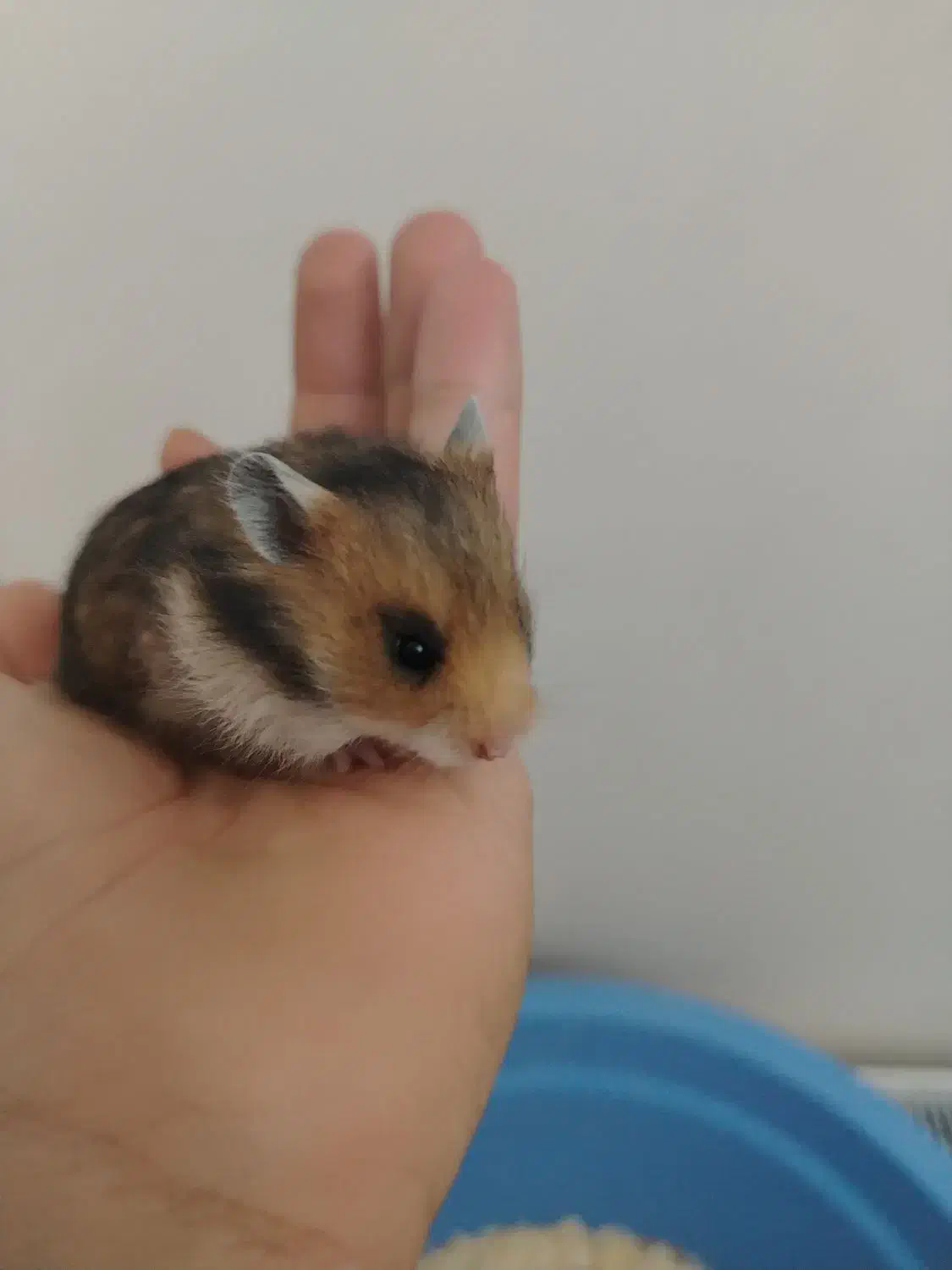 همستر قهوه‌ای،سفید|موش و خرگوش|کرج, کیانمهر|دیوار