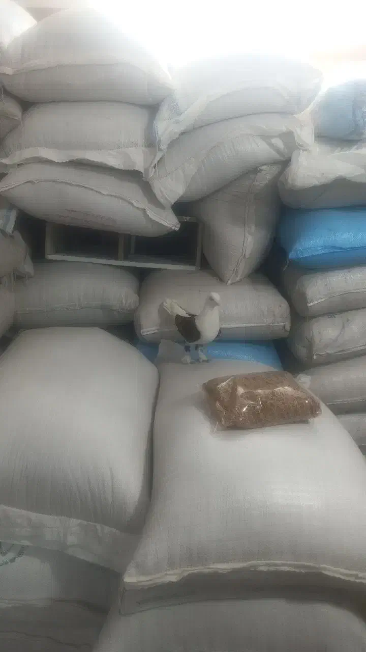 یک عدد کبوتر دوکت خوشگل|پرنده|جهرم, |دیوار