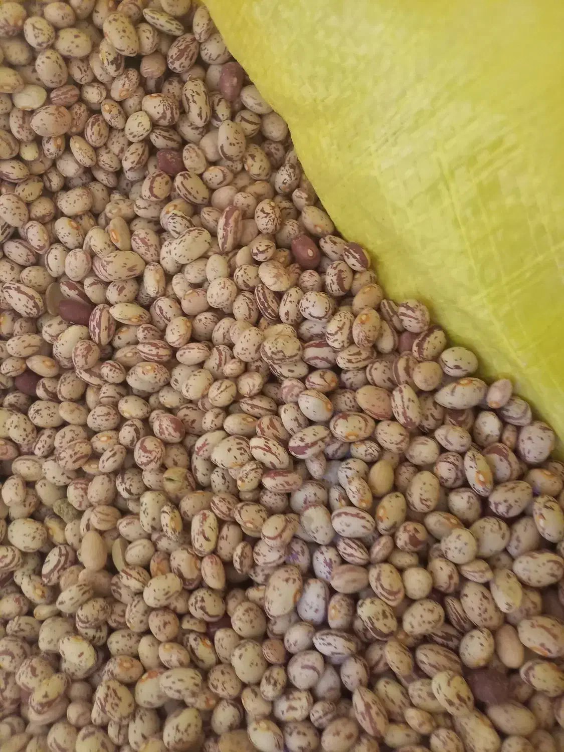 لوبیا چیتی|حراج|شازند, |دیوار