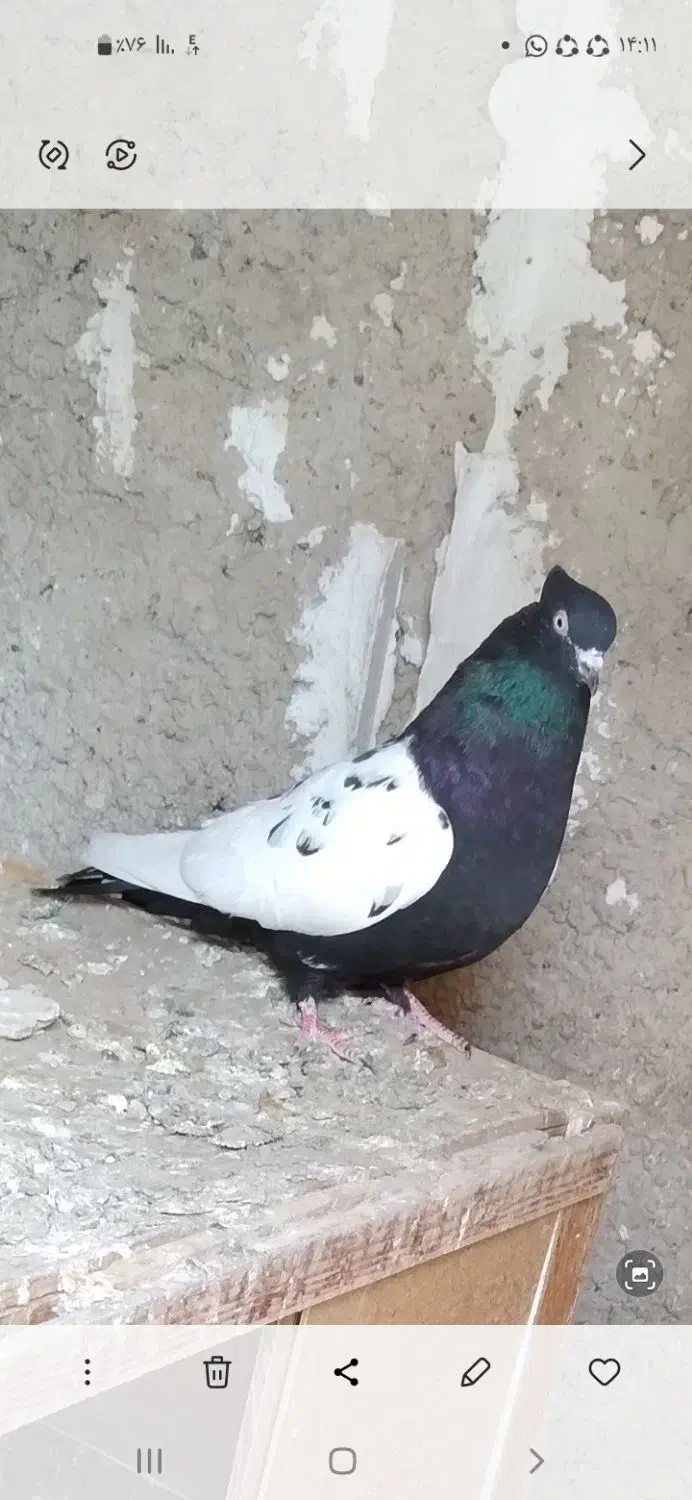 سینه سیاه ماده|پرنده|مرودشت, مسجد رسول|دیوار