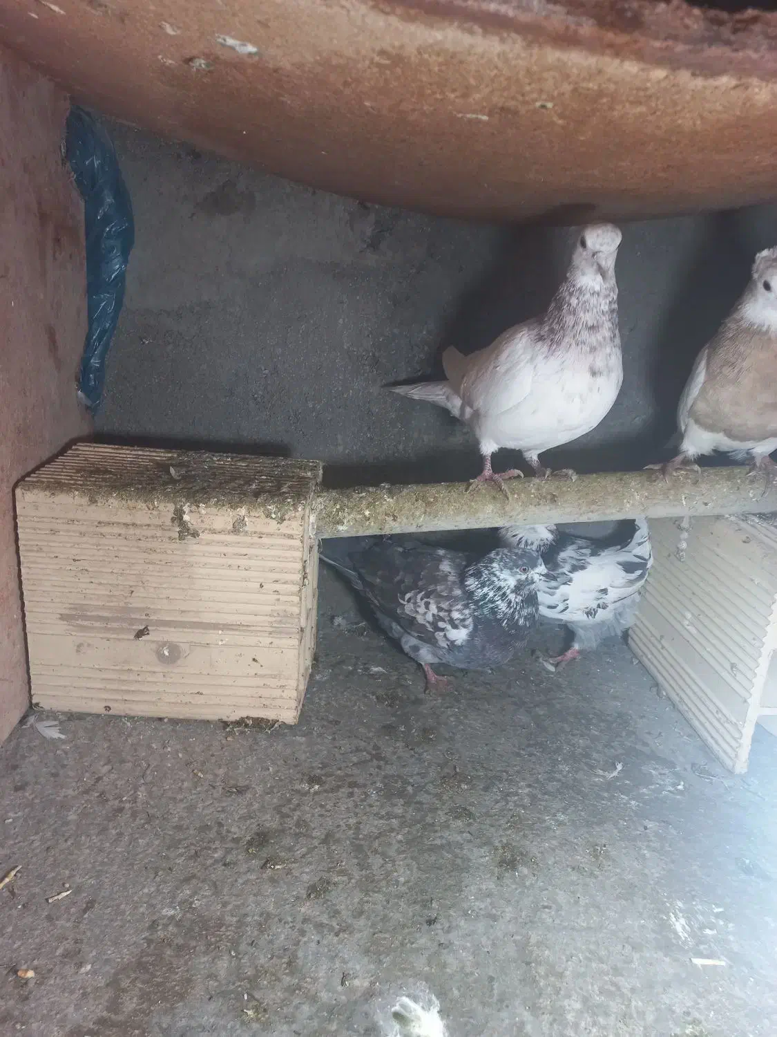 کبوتر|پرنده|ضیاء آباد, |دیوار