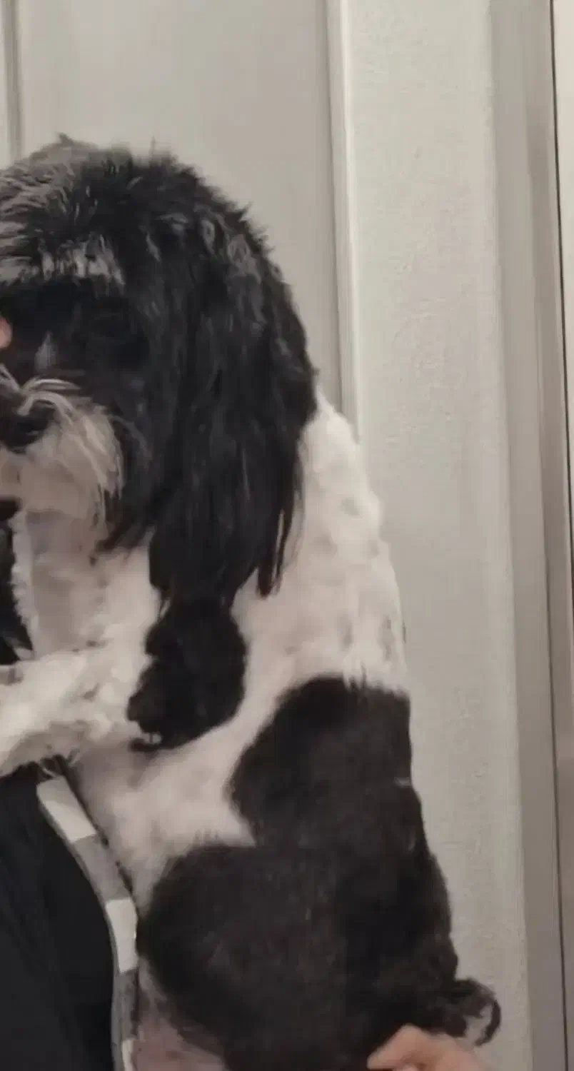 سگ گمشده|حیوانات|ارومیه, |دیوار