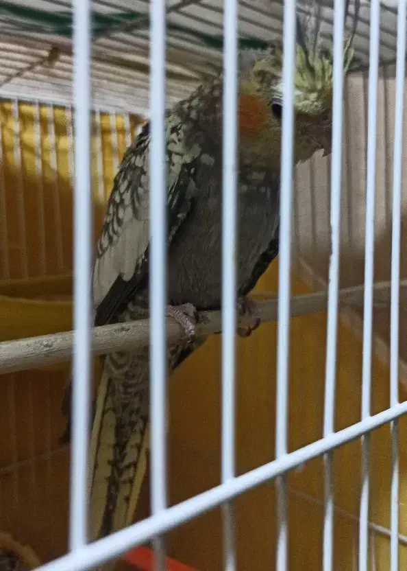 دو عروس هلندی ماده جوان و تعدادی مرغ عشق فروشی|پرنده|گلبهار, شهر جدید گلبهار|دیوار