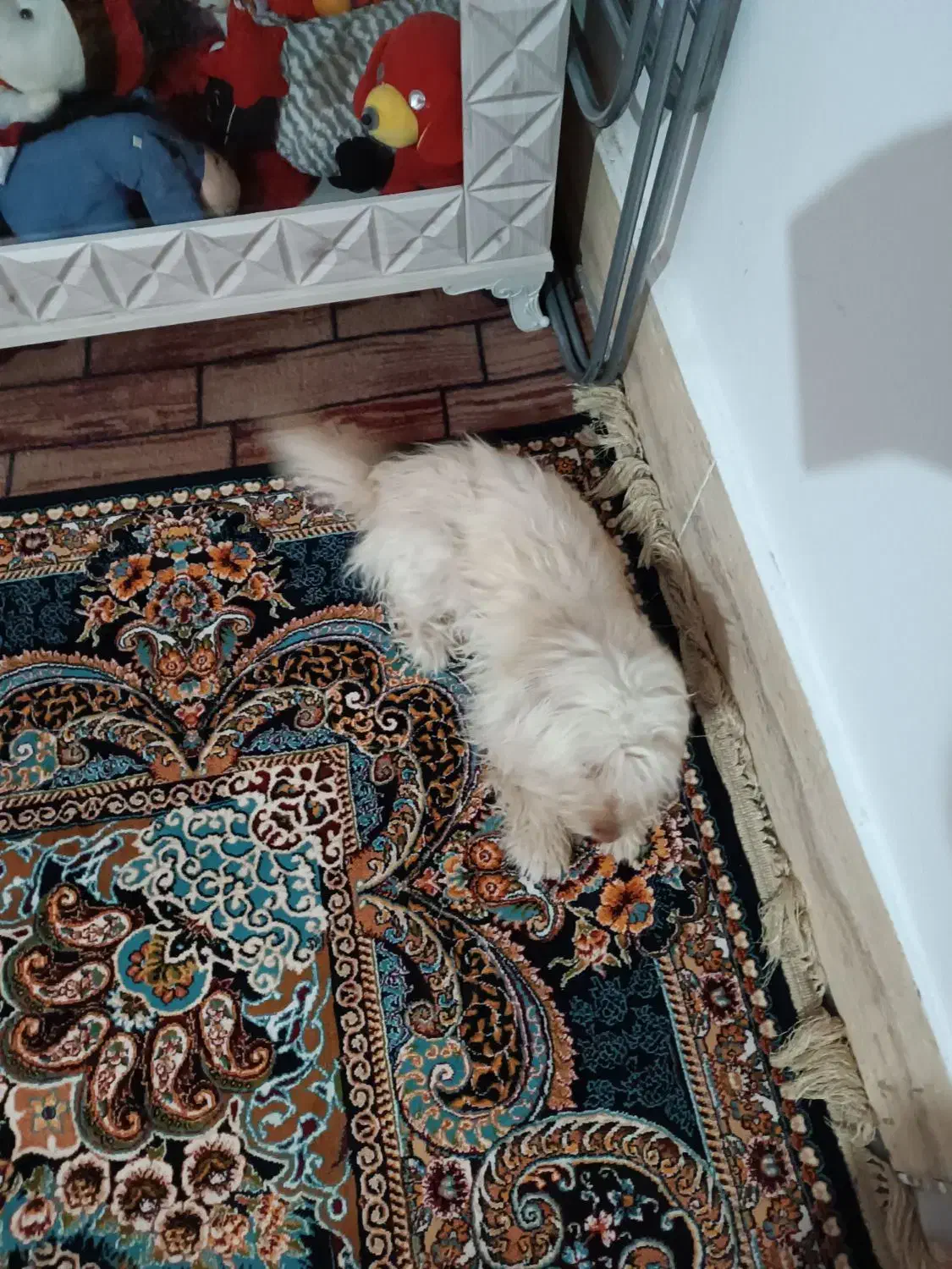 سلام پاپی خوشگل|سگ|تربت جام, یحیی آباد|دیوار