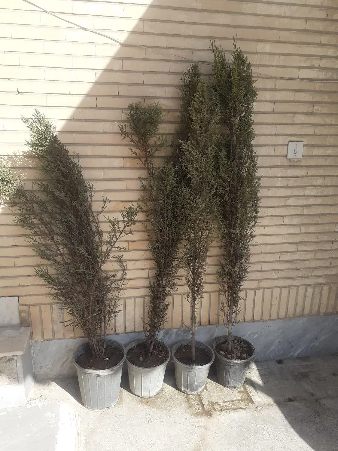 چهارعدرخت سرو شیراز باهم ۳۵۰|گل و گیاه طبیعی|فولادشهر, A1|دیوار